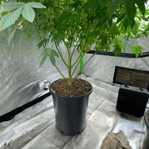 Witches wedding growlog timeline photo