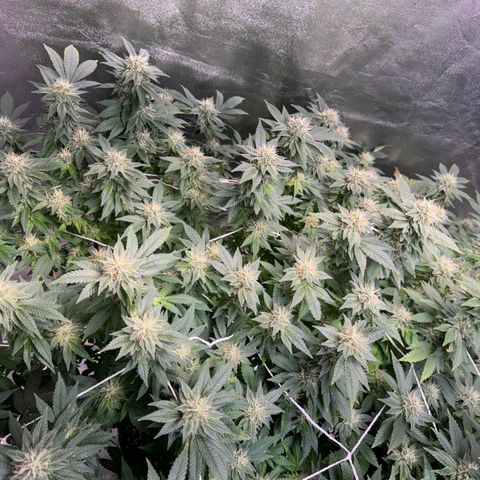 Witches wedding growlog timeline photo