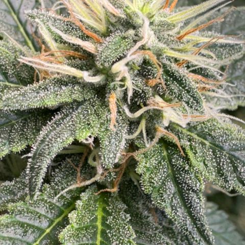 Witches wedding growlog timeline photo