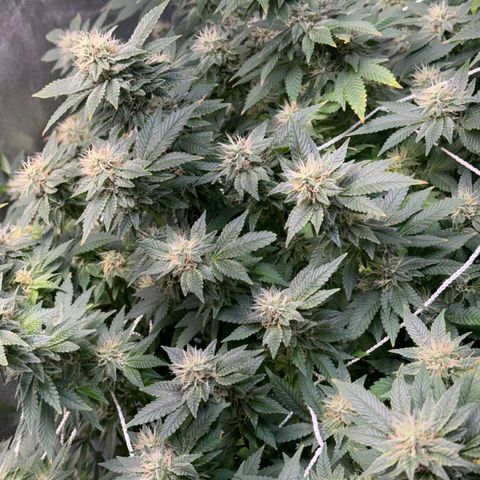 Witches wedding growlog timeline photo