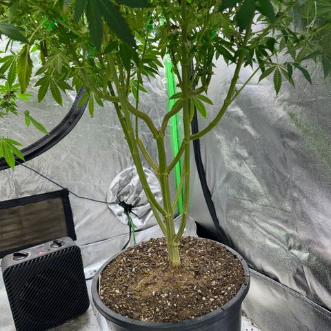 White widow growlog timeline photo