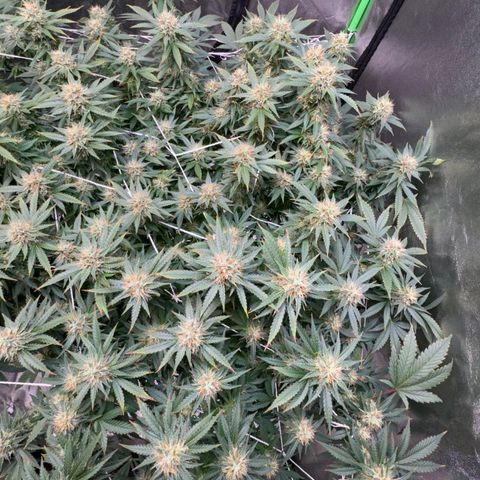 White widow growlog timeline photo