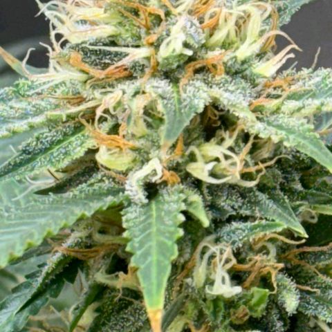 White widow growlog timeline photo
