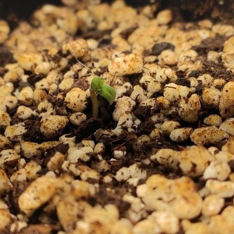 1 - Rock Baby - OG Kush growlog photo: Nasceu ❤️