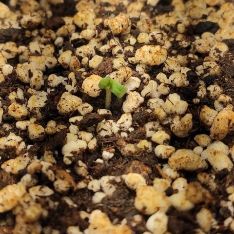 1 - Rock Baby - OG Kush growlog photo: Nasceu ❤️