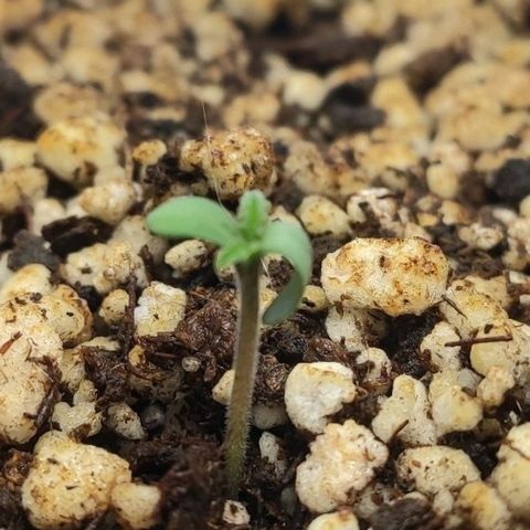 1 - Rock Baby - OG Kush growlog timeline photo
