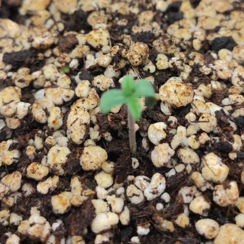 1 - Rock Baby - OG Kush growlog timeline photo