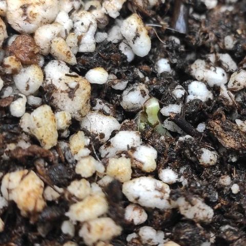 1 - Esperança - OG Kush growlog photo: Tá brotando 🌴🍀🚀
