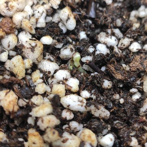 1 - Esperança - OG Kush growlog photo: Tá brotando 🌴🍀🚀