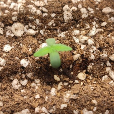 1 - Rock Baby - OG Kush growlog timeline photo