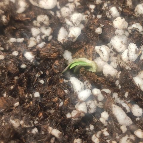 1 - Esperança - OG Kush growlog timeline photo