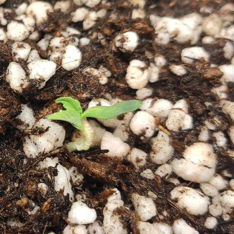 1 - Esperança - OG Kush growlog photo: Torcendo por ela 🙏🦁🍀