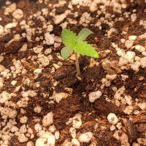 1 - Rock Baby - OG Kush growlog timeline photo