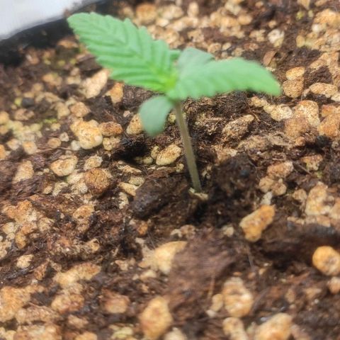 1 - Rock Baby - OG Kush growlog timeline photo