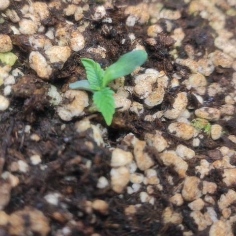 1 - Esperança - OG Kush growlog timeline photo