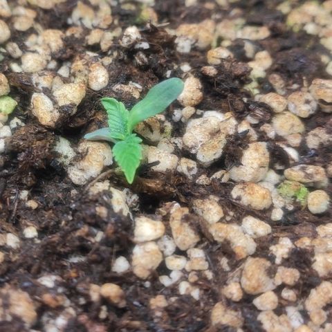 1 - Esperança - OG Kush growlog timeline photo
