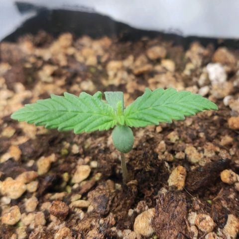1 - Rock Baby - OG Kush growlog timeline photo