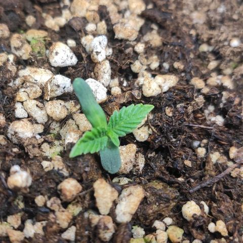 1 - Esperança - OG Kush growlog timeline photo