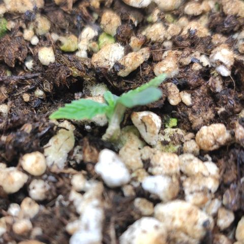 1 - Esperança - OG Kush growlog timeline photo