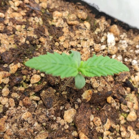 1 - Rock Baby - OG Kush growlog timeline photo