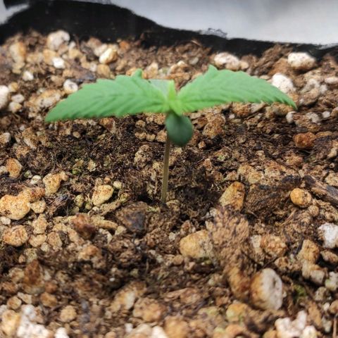 1 - Rock Baby - OG Kush growlog timeline photo