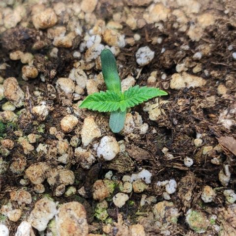 1 - Esperança - OG Kush growlog timeline photo