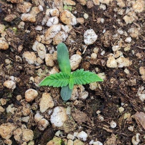1 - Esperança - OG Kush growlog timeline photo