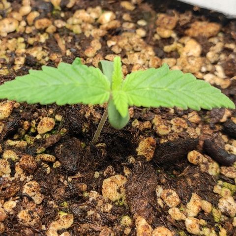 1 - Rock Baby - OG Kush growlog timeline photo