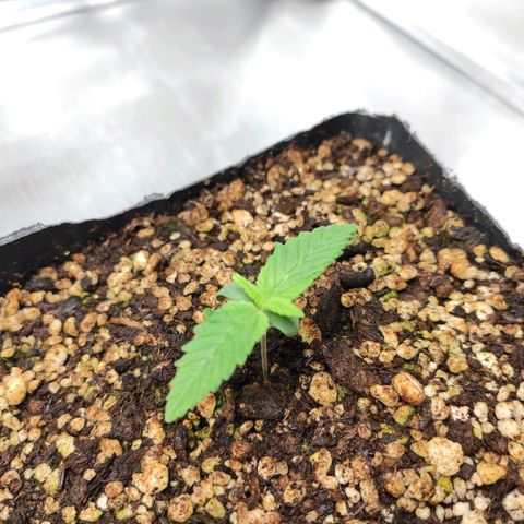 1 - Rock Baby - OG Kush growlog timeline photo