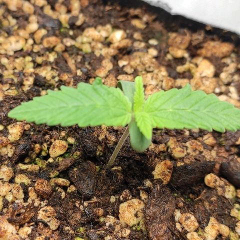 1 - Rock Baby - OG Kush growlog timeline photo