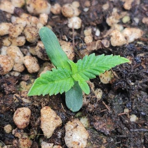 1 - Esperança - OG Kush growlog timeline photo