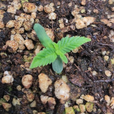 1 - Esperança - OG Kush growlog timeline photo