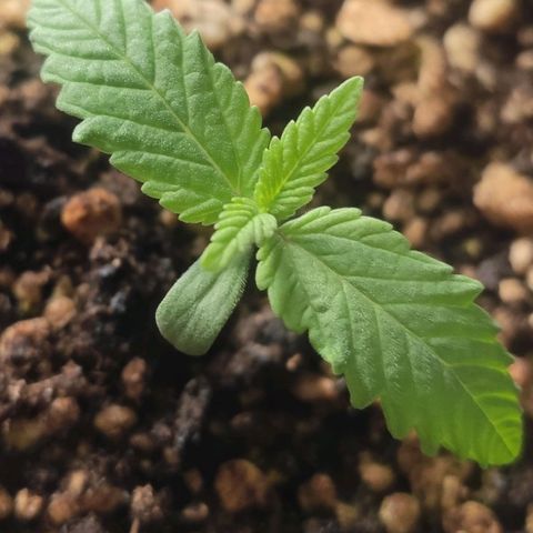 1 - Rock Baby - OG Kush growlog timeline photo