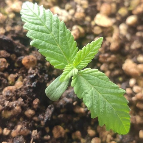 1 - Rock Baby - OG Kush growlog timeline photo