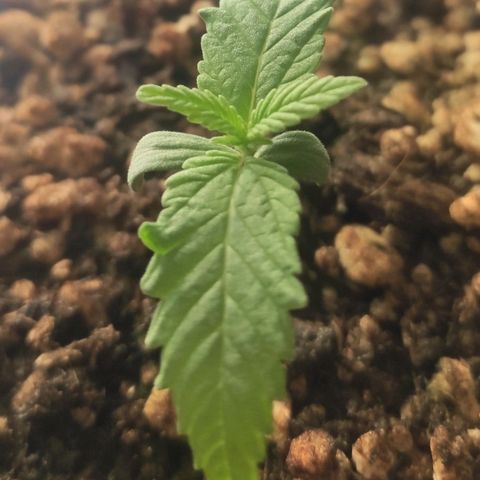 1 - Rock Baby - OG Kush growlog timeline photo