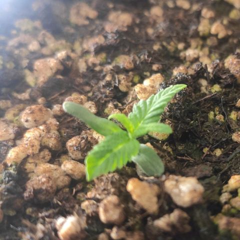 1 - Esperança - OG Kush growlog timeline photo