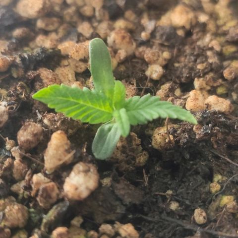 1 - Esperança - OG Kush growlog timeline photo