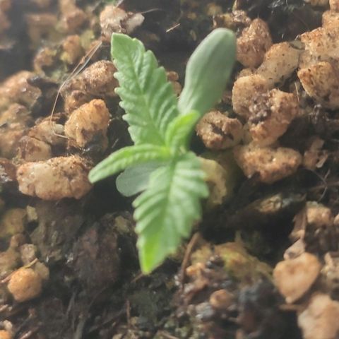1 - Esperança - OG Kush growlog timeline photo