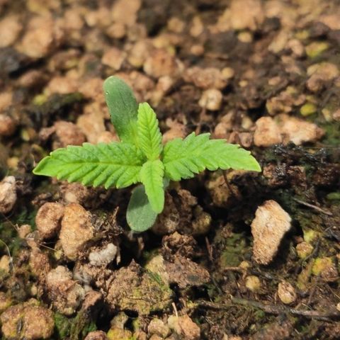1 - Esperança - OG Kush growlog timeline photo