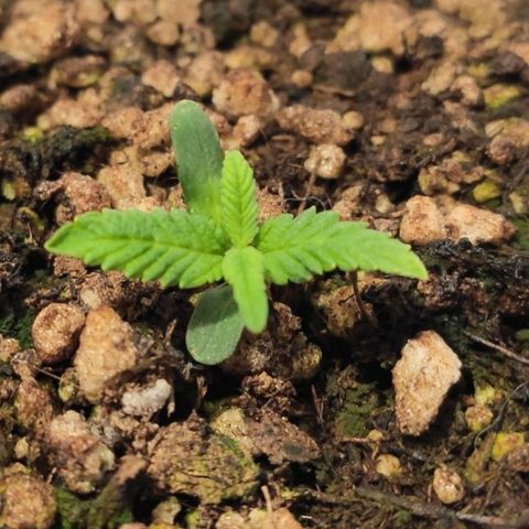 1 - Esperança - OG Kush growlog timeline photo