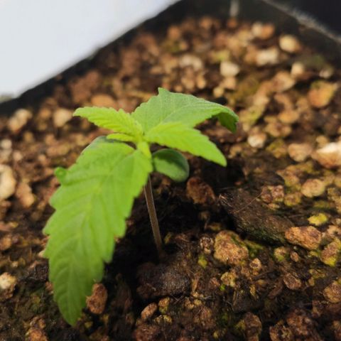 1 - Rock Baby - OG Kush growlog timeline photo