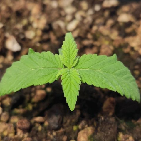 1 - Rock Baby - OG Kush growlog timeline photo