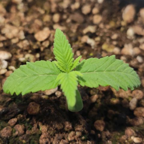 1 - Rock Baby - OG Kush growlog timeline photo