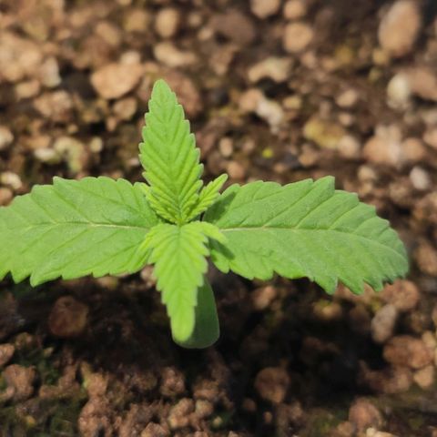 1 - Rock Baby - OG Kush growlog timeline photo