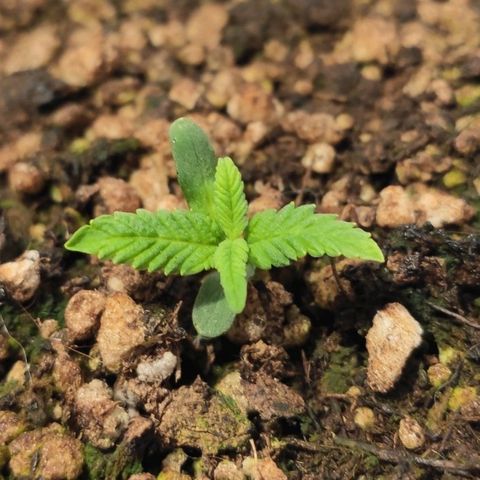 1 - Esperança - OG Kush growlog timeline photo