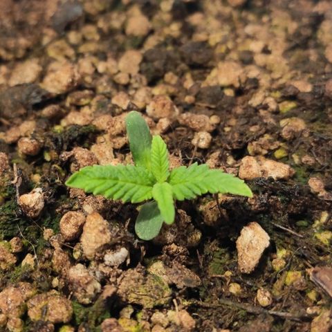1 - Esperança - OG Kush growlog timeline photo