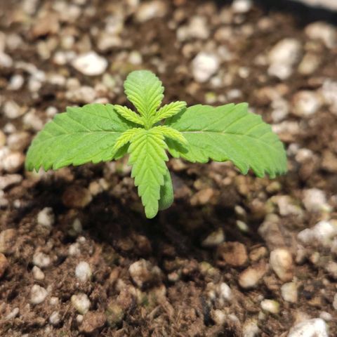 1 - Rock Baby - OG Kush growlog timeline photo
