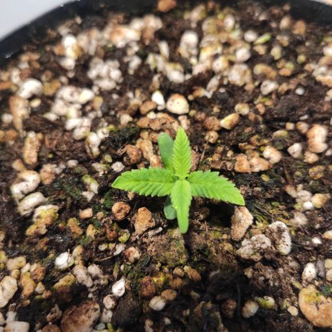 1 - Esperança - OG Kush growlog timeline photo