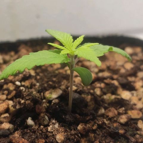1 - Rock Baby - OG Kush growlog timeline photo
