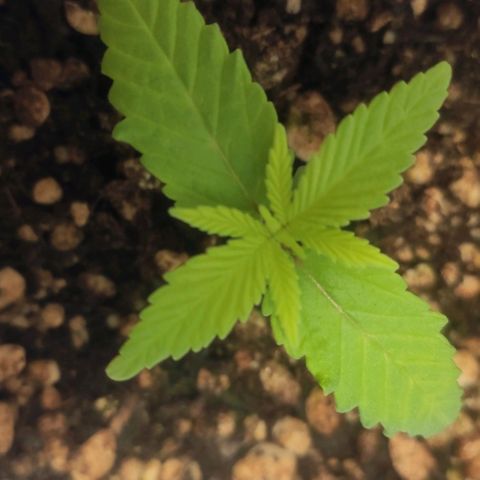 1 - Rock Baby - OG Kush growlog timeline photo